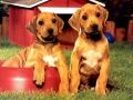 Leikur Puppy Pairs Puzzl á netinu