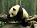 Leikur Panda Puzzl á netinu