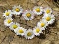 Leikur Daisy Heart Puzzl á netinu