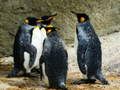 Leikur Kóngur Pinguín Puzzl á netinu