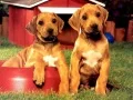 Leikur Puppy Pairs Puzzl á netinu Leikur Puppy Pairs Puzzl á netinu