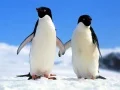 Leikur Pengín púsl á netinu