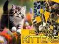 Leikur Puzzla Rennandi Kettir á netinu