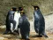 Leikur Kóngur Pinguín Puzzl á netinu
