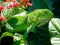 Leikur Vill Iguana á netinu