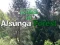 Leikur Aftur í Alsunga-skóginn á netinu Leikur Aftur í Alsunga-skóginn á netinu