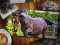 Leikur Jigsaw Puzzl Hesta Útgáfa á netinu