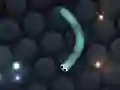 Leikur Slither.io á netinu Leikur Slither.io á netinu