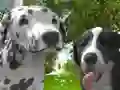 Leikur Hundasýning 3D á netinu