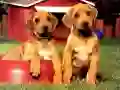 Leikur Puppy Pairs Puzzl á netinu Leikur Puppy Pairs Puzzl á netinu