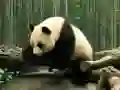 Leikur Panda Puzzl á netinu Leikur Panda Puzzl á netinu