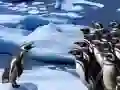 Leikur Rennandi Pinguína á netinu