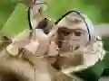 Leikur Simapansa Púsl á netinu Leikur Simapansa Púsl á netinu