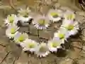 Leikur Daisy Heart Puzzl á netinu Leikur Daisy Heart Puzzl á netinu
