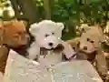 Leikur Góður Þrjár Teddy Puzzla á netinu Leikur Góður Þrjár Teddy Puzzla á netinu