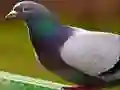 Leikur Dúfupúslar á netinu