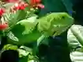 Leikur Vill Iguana á netinu Leikur Vill Iguana á netinu