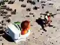Leikur TopDown Skibidi Klósett Skot á netinu