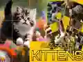 Leikur Puzzla Rennandi Kettir á netinu