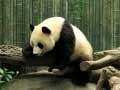 Leikur Panda Puzzl á netinu