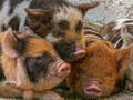 Leikur Grís Grís Piggy Jigsaw  á netinu